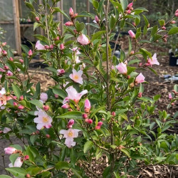 Camellia Festival of lights