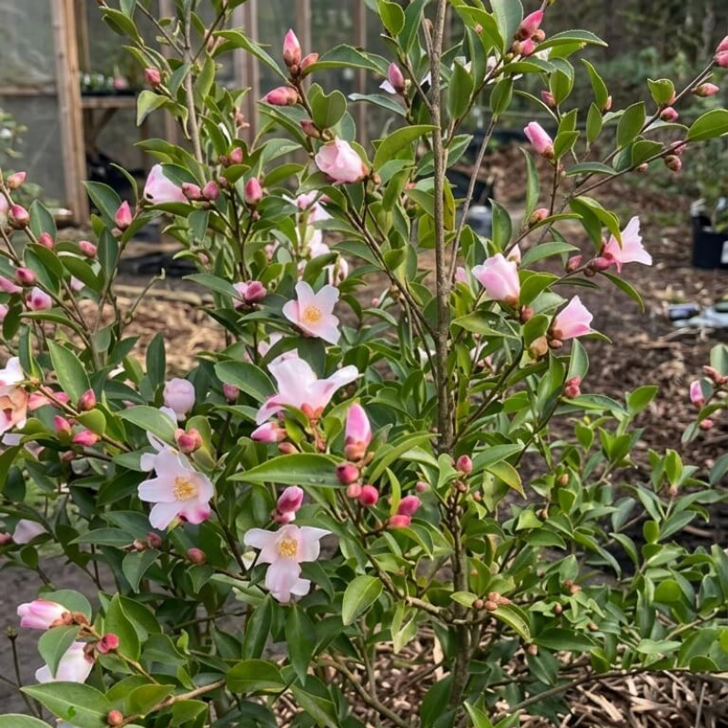 Camellia Festival of lights