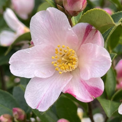 Camellia Festival of lights