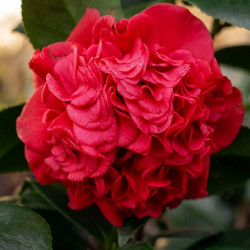 Camellia japonica Kramer's Supreme