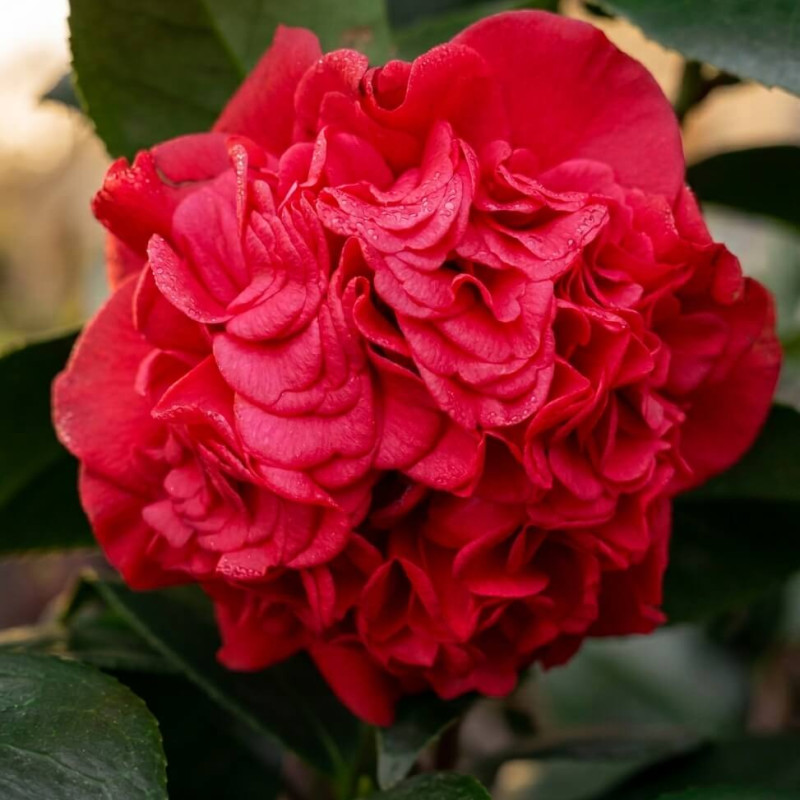 Camellia japonica Kramer's Supreme