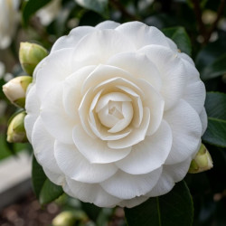 Camellia japonica Sea Foam