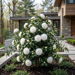 Camellia japonica Sea Foam
