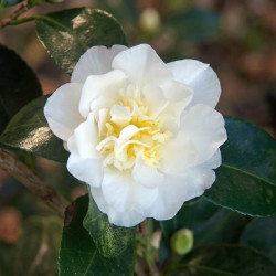 Camellia sasanqua Gay Sue