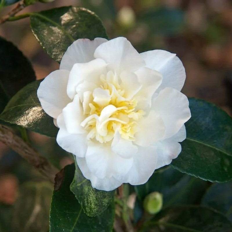 Camellia sasanqua Gay Sue