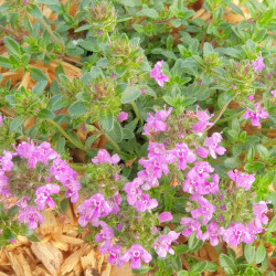 Thymus praecox