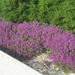 Thymus praecox