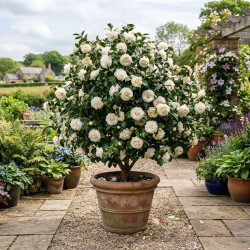 Camellia japonica ‘Nobilissima’