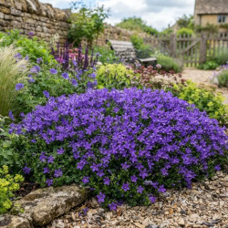 Campanula portenschlagiana 'Catharina' - Campanule des murs