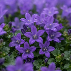 Campanula portenschlagiana 'Catharina' - Campanule des murs