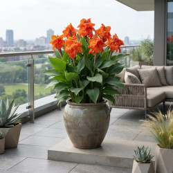 Canna 'Cannasol® Happy Cleo'