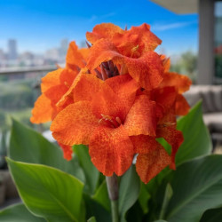 Canna 'Cannasol® Happy Cleo'