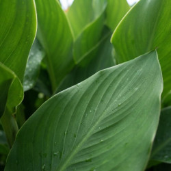 Canna 'Cannasol® Happy Cleo'