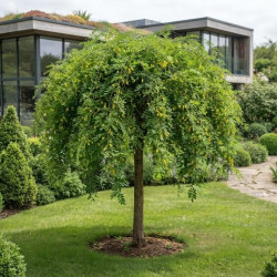 Caragana arborescens ‘Pendula’