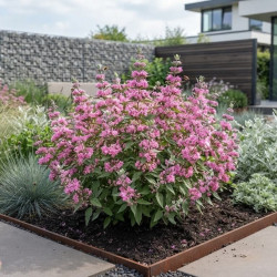 Caryopteris ‘Pavilion Pink‘ ® - Spirée bleue