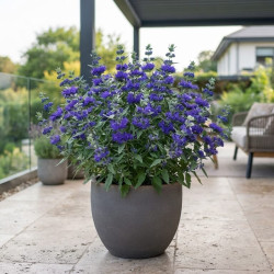 Caryopteris ‘Pavilion Blue‘® - Spirée bleue
