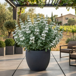 Caryopteris ‘Pavilion White‘® - Spirée