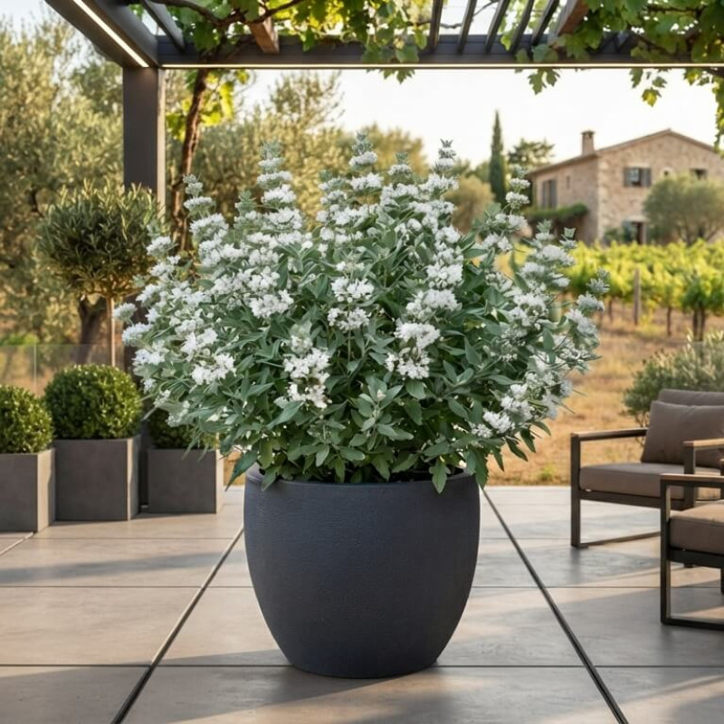 Caryopteris ‘Pavilion White‘® - Spirée