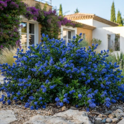 Ceanothus 'Yankee Point' - Lilas de Californie
