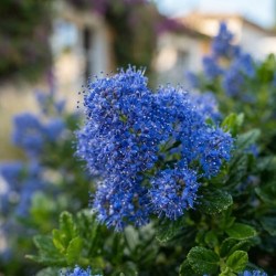 Ceanothus 'Yankee Point' - Lilas de Californie
