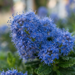 Ceanothus 'Yankee Point' - Lilas de Californie