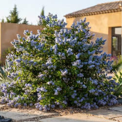 Ceanothus × delilianus 'Gloire de Versailles' - Ceanothe