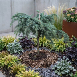 Cedrus deodara ‘Feeling Blue’