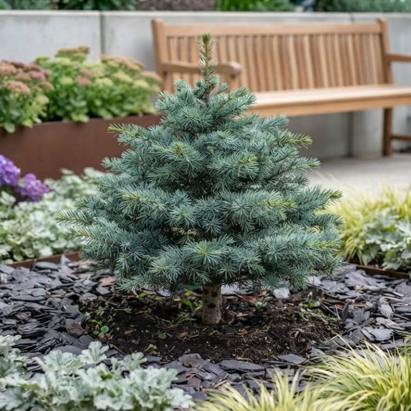 Cedrus libani 'nana' - CÈDRE DU LIBAN NAIN