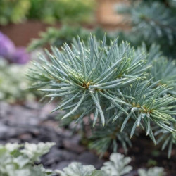 Cedrus libani 'nana' - CÈDRE DU LIBAN NAIN
