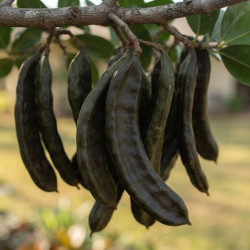Ceratonia siliqua - Caroubier (Figuier d'Égypte)