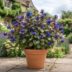 Ceratostigma griffithii - Plumbago de l'Himalaya