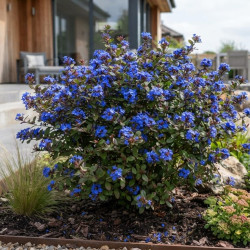 Ceratostigma willmottianum - Plumbago de Willmott