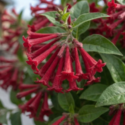 Cestrum fasciculatum 'Newellii' - Cestreau rouge du Mexique