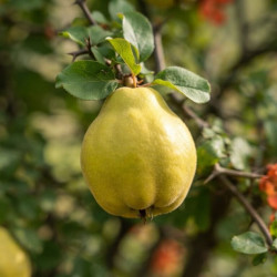 Chaenomeles japonica 'Cido' - Cognassier du Japon