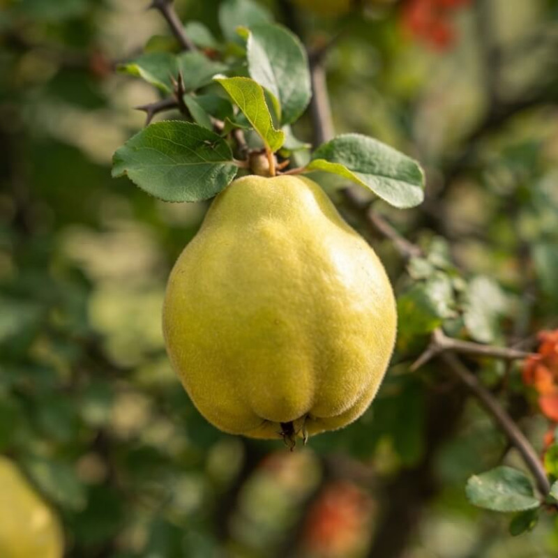 Chaenomeles japonica 'Cido' - Cognassier du Japon