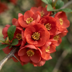 Chaenomeles japonica 'Cido' - Cognassier du Japon