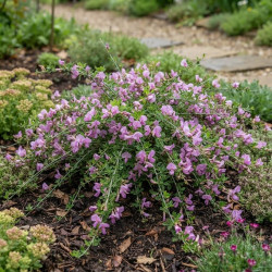 Chamaecytisus purpureus - Cytise
