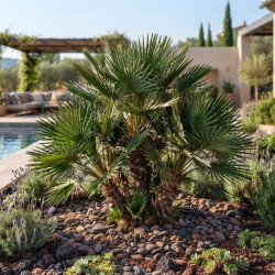 Chamaerops humilis 'Compacta' - Palmier nain