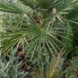 Chamaerops humilis 'Compacta' - Palmier nain