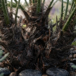 Chamaerops humilis 'Compacta' - Palmier nain