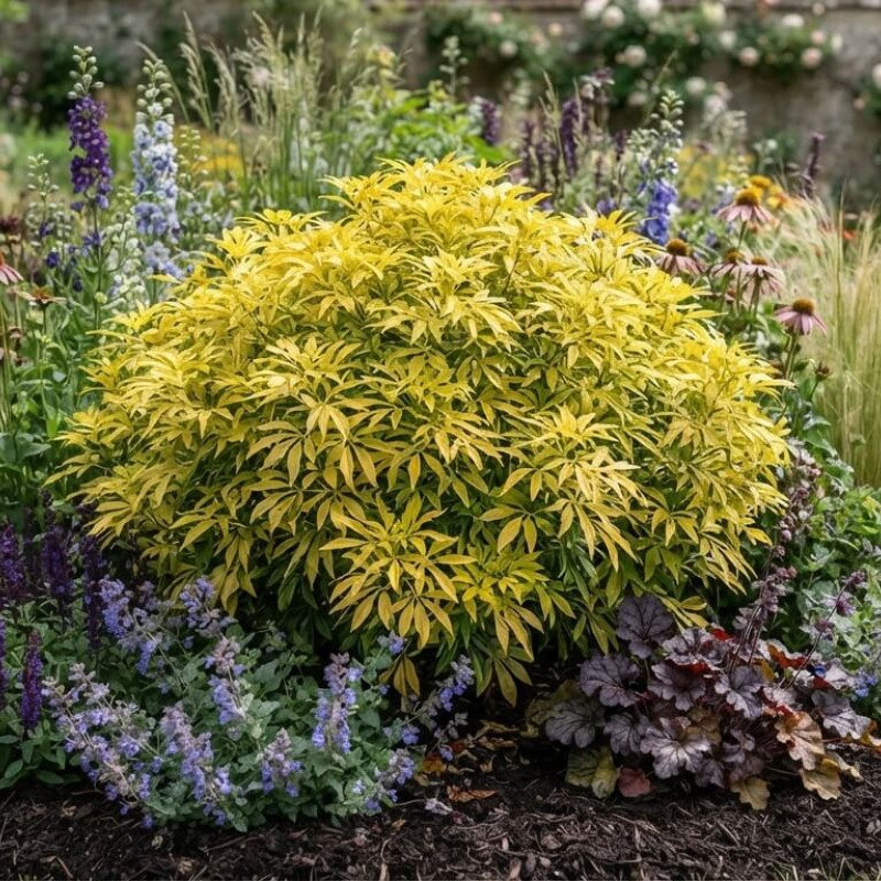 Choisya ‘Aztec Gold‘ ® - ‘Hilgold’ - Oranger du Mexique