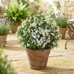 Choisya ternata 'Tiny Dancer' - Oranger du Mexique