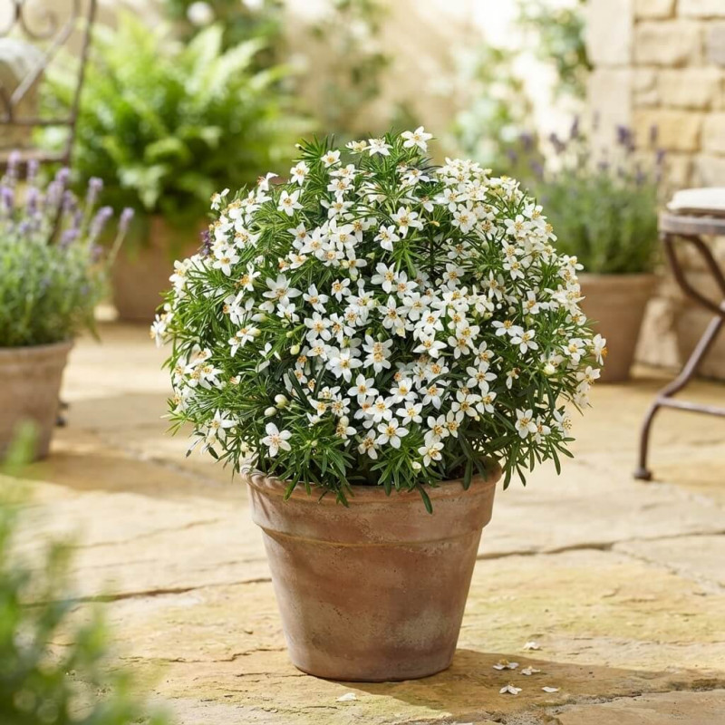 Choisya ternata 'Tiny Dancer' - Oranger du Mexique