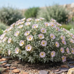Cistus argenteus - Ciste
