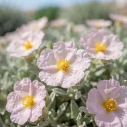 Cistus argenteus - Ciste
