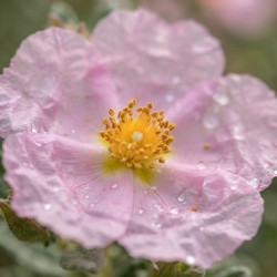 Cistus 'Silver Pink'- ciste