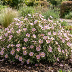 Cistus 'Silver Pink'- ciste