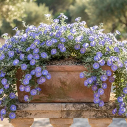 Convolvulus sabatius 'Blue Cascade'