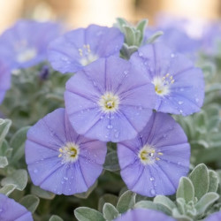 Convolvulus sabatius 'Blue Cascade'