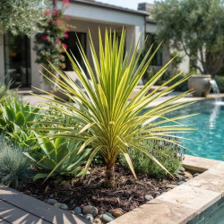 Cordyline australis Lime Passion